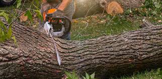 Trusted Southport, NC Tree Removal Experts